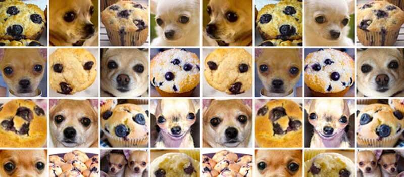 Chihuahua or Muffin